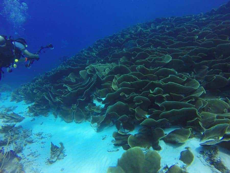 Palau Scuba Diving