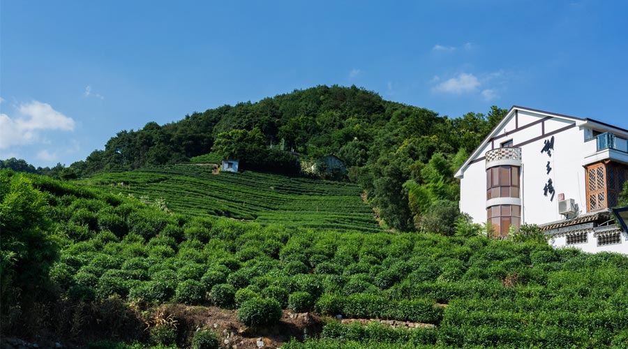 Longjing Tea Village