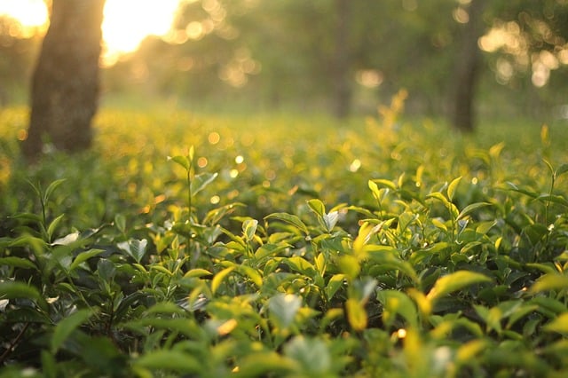 Green Tea Land