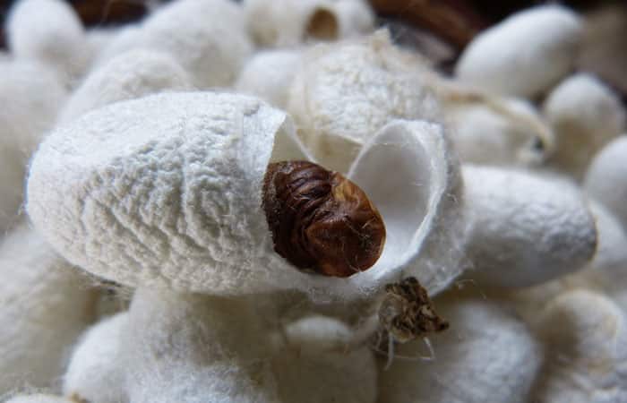 Silkworm