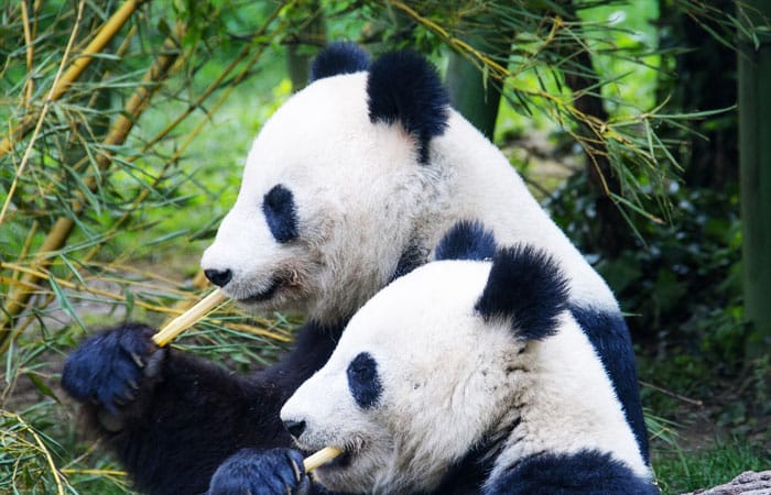 Chengdu Research Base of Giant Panda Breeding