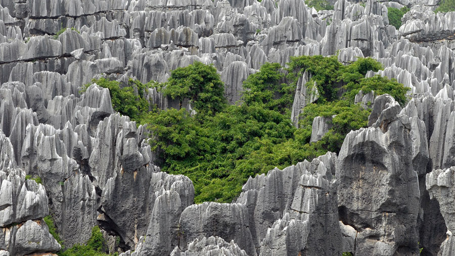 Stone Forest Park