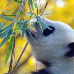 Chengdu Research Base of Giant Panda Breeding