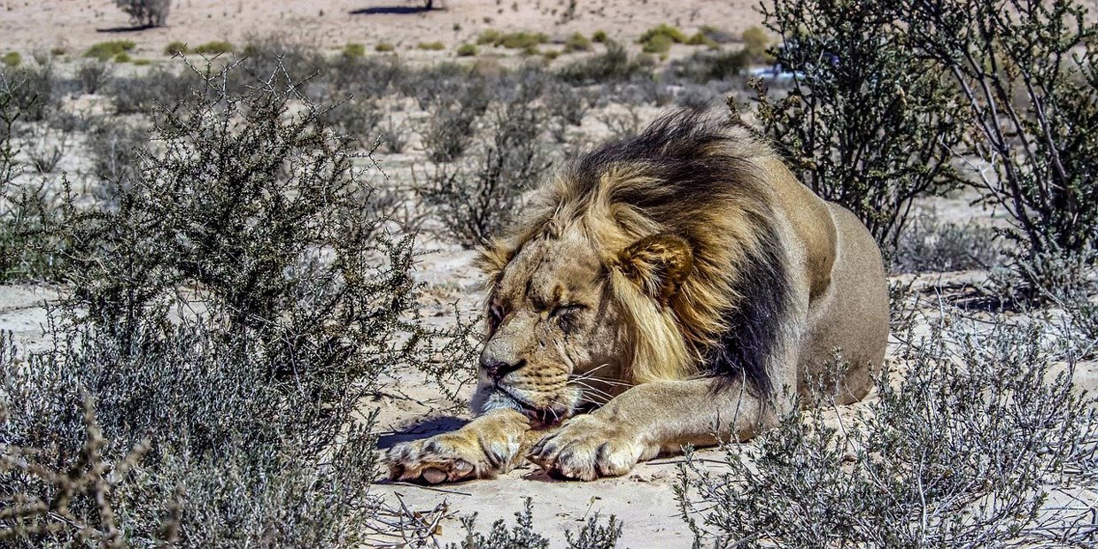 Kalahari, Botswana