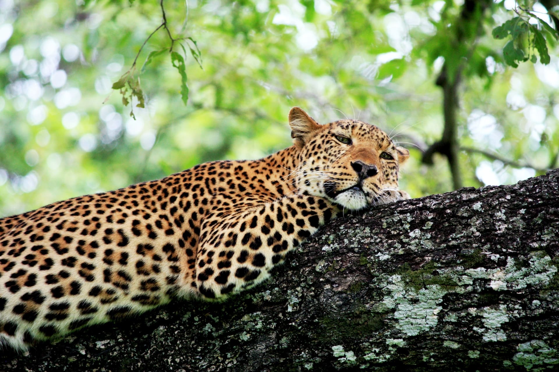 South Luangwa National Park, Zambia