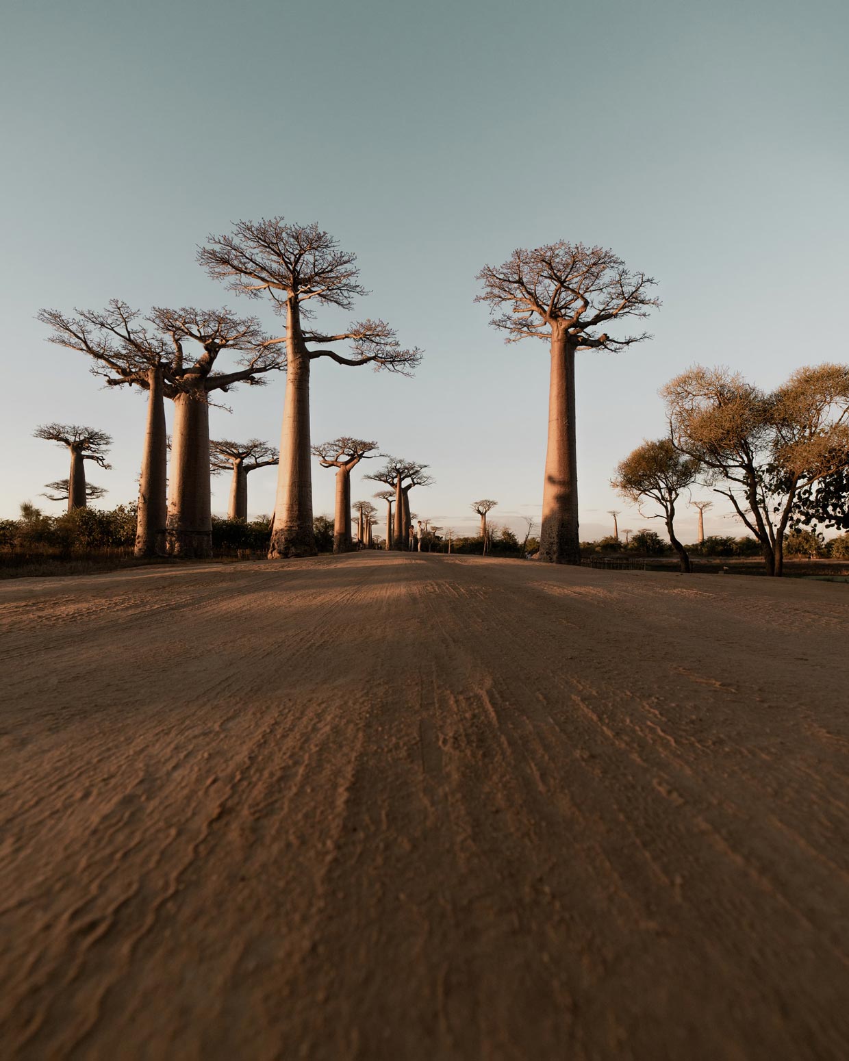 Baobabs Avenue Madagascar