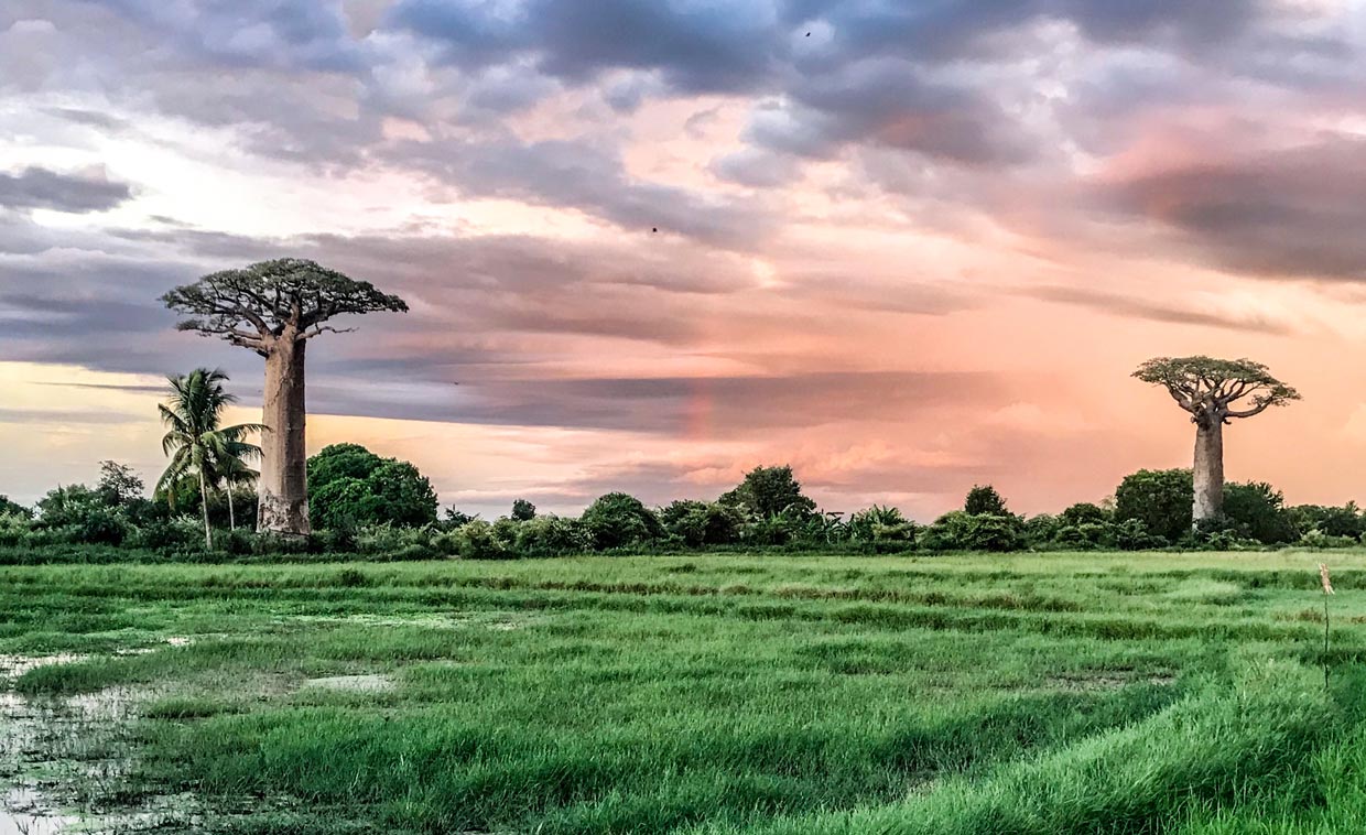 Baobabs Avenue Madagascar