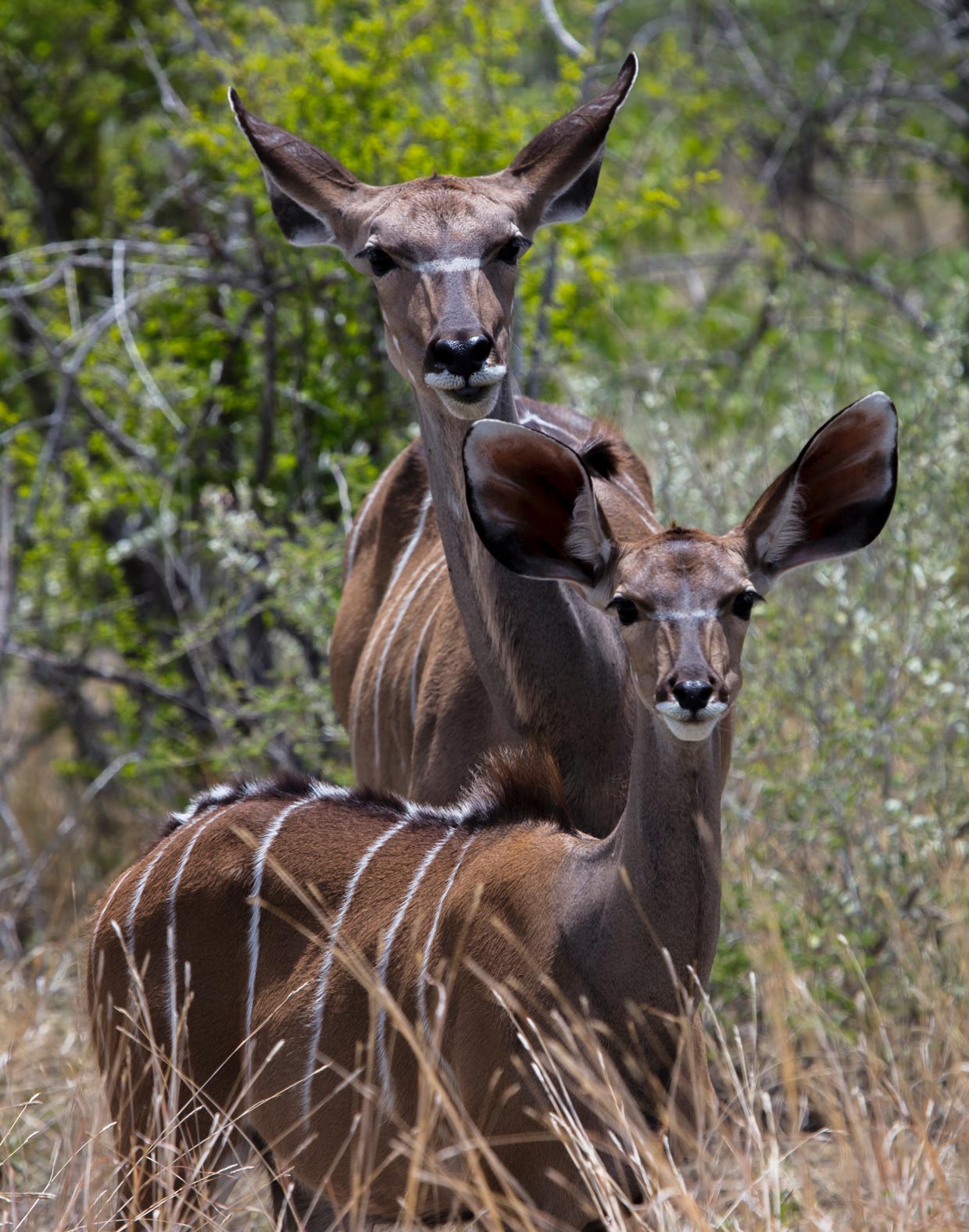 Etosha National Park