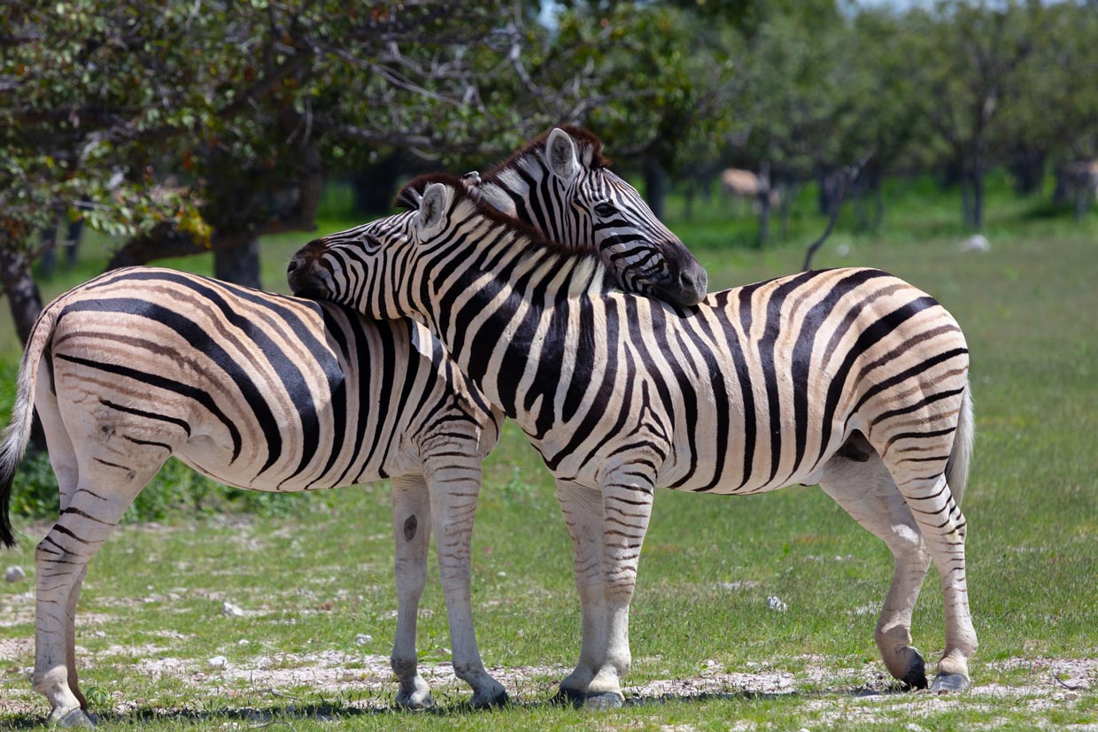 Etosha National Park