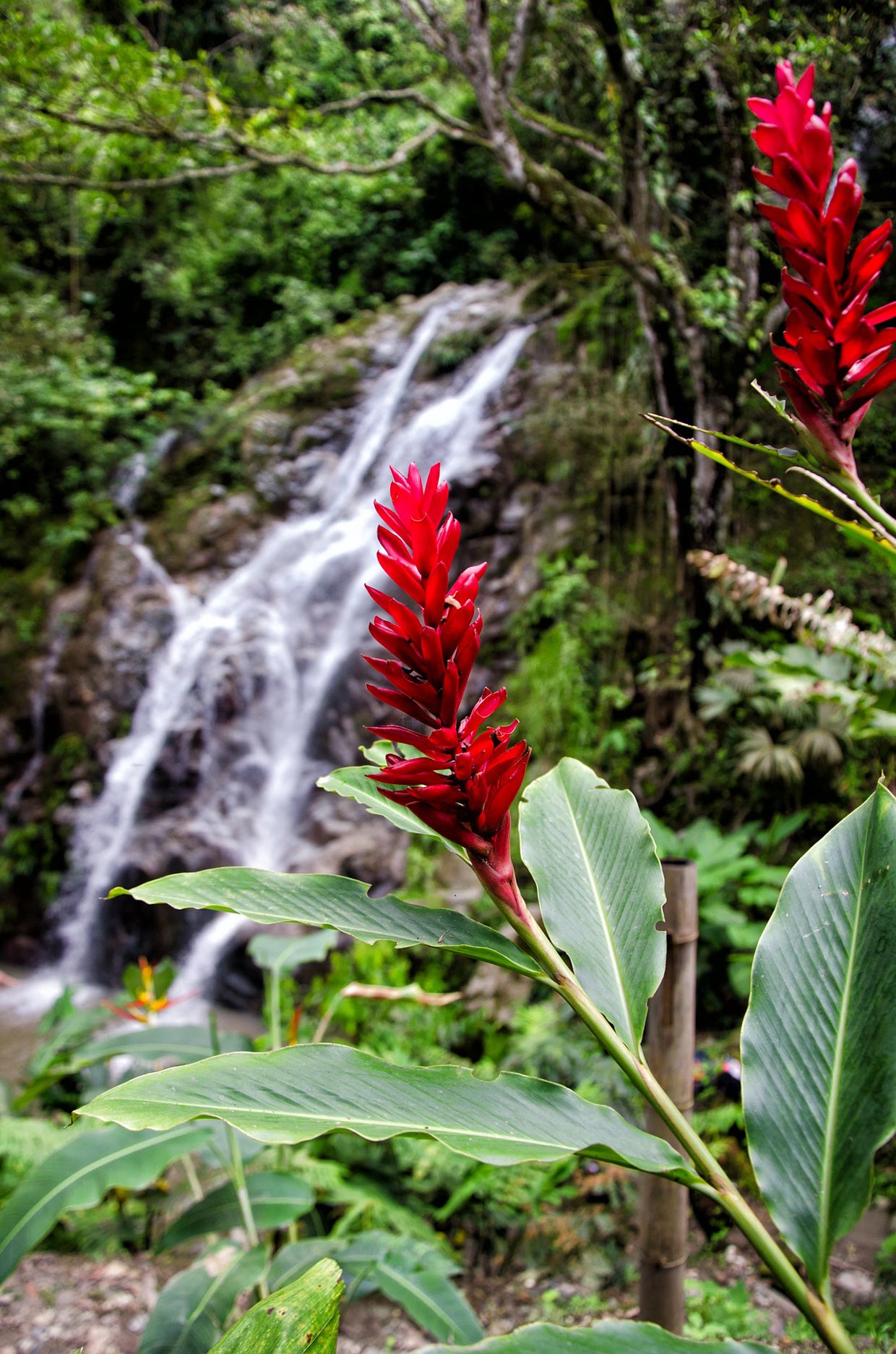 Minca in Colombia