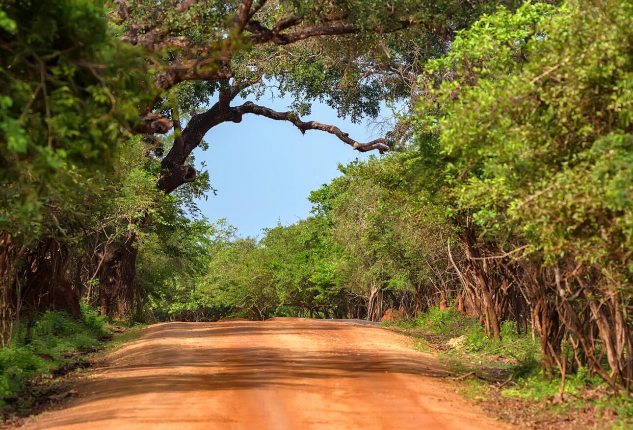 Yala National Park