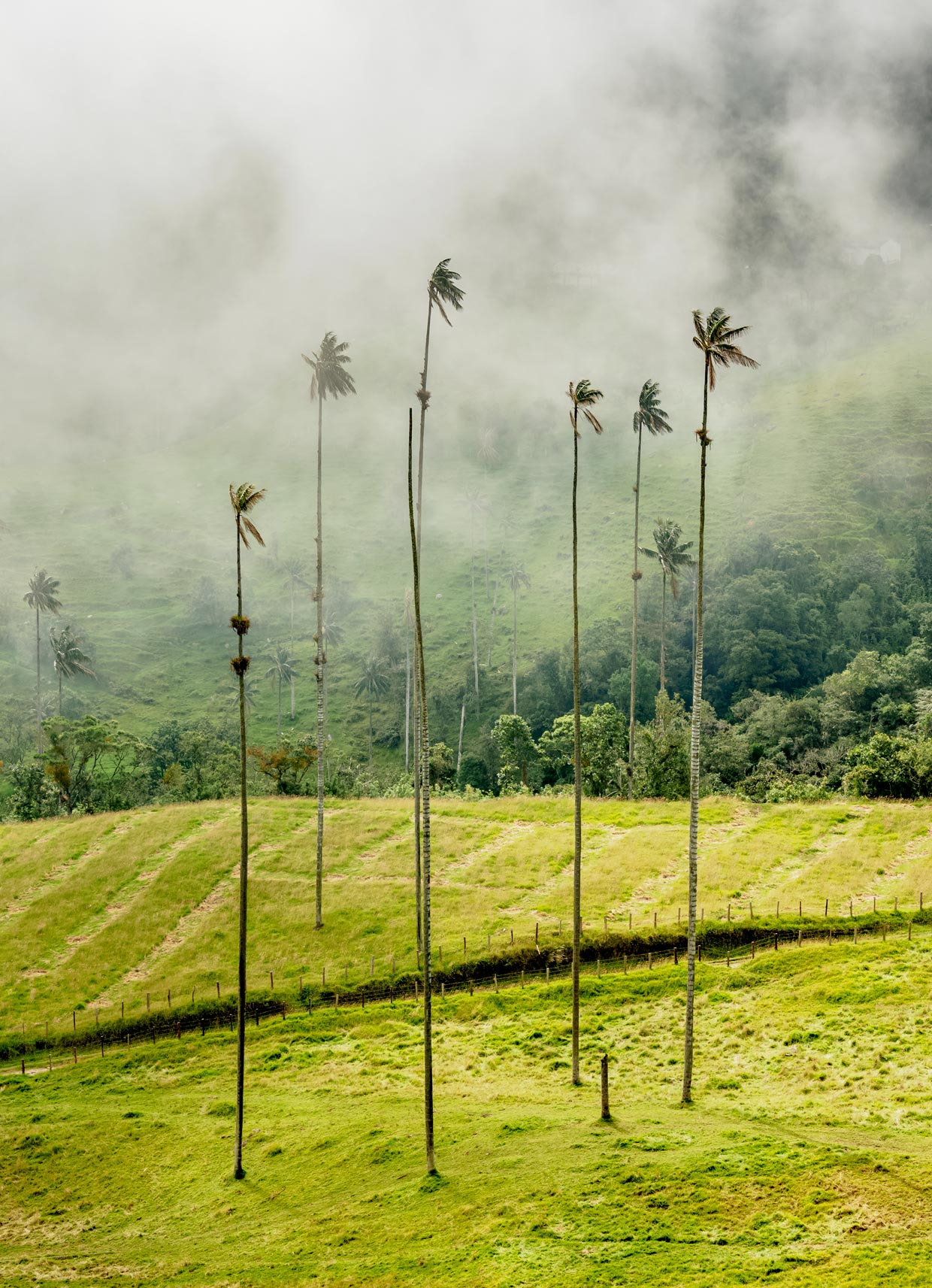 Cocora Valley in Colombia