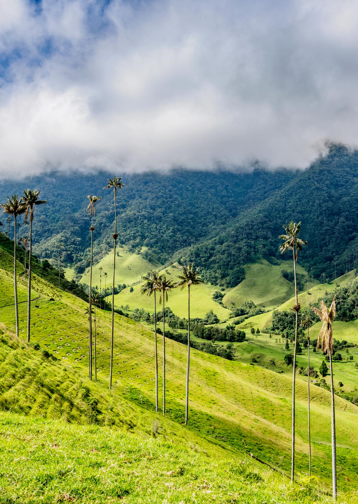 Cocora Valley in Colombia