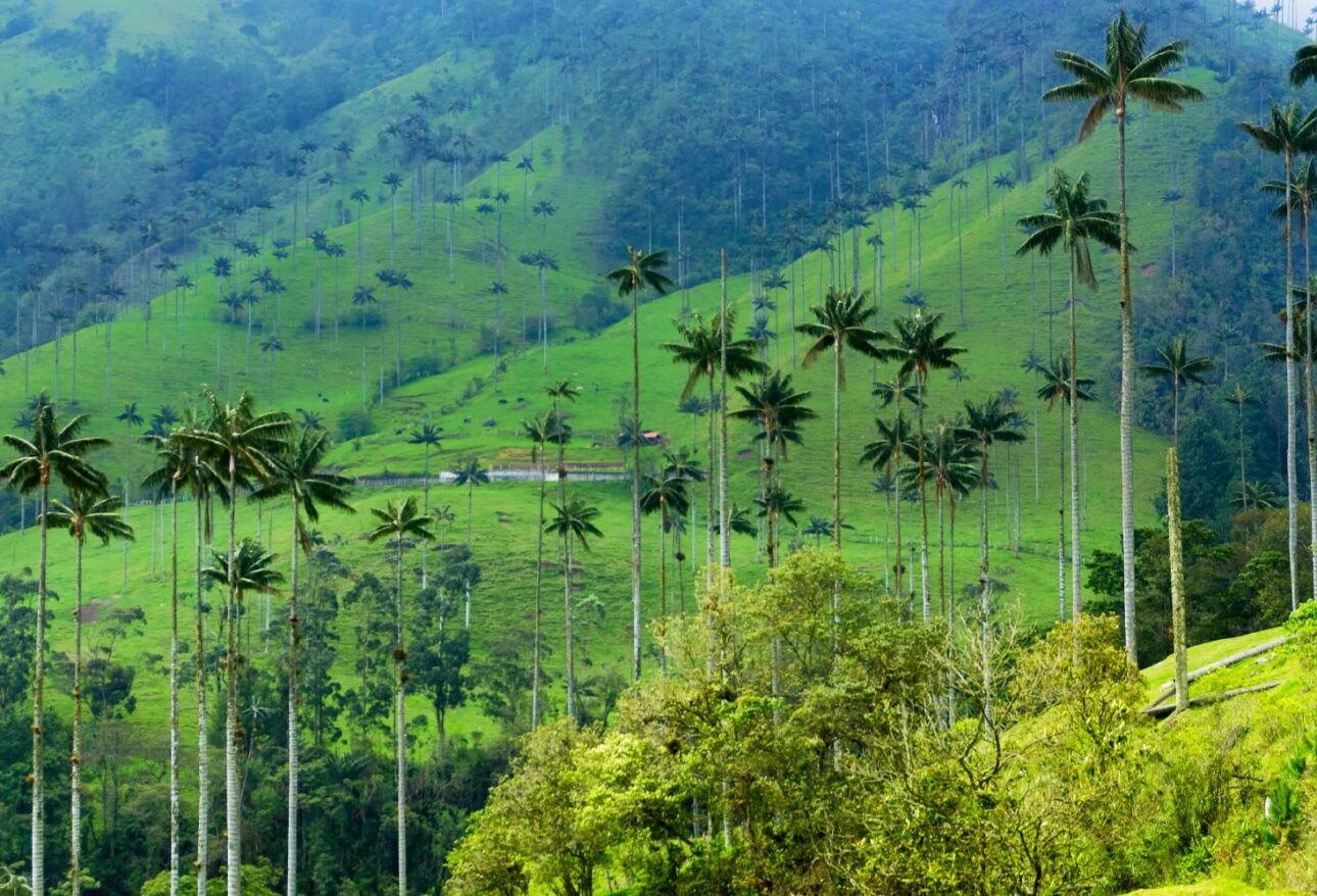 Cocora Valley in Colombia