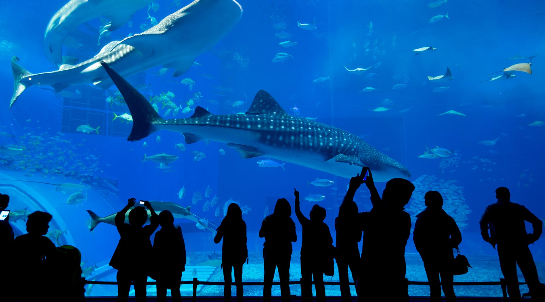 Istanbul Aquarium