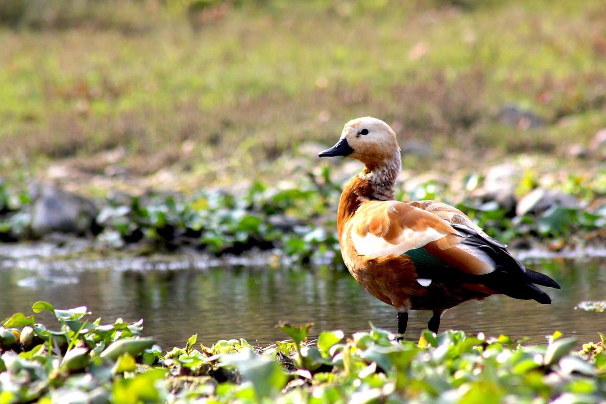 Chitwan National Park