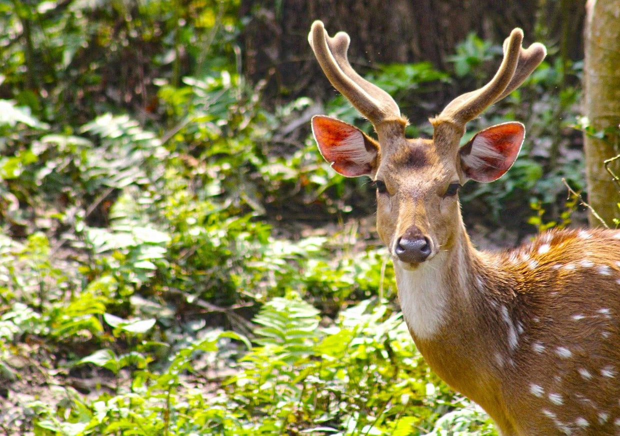 Chitwan National Park