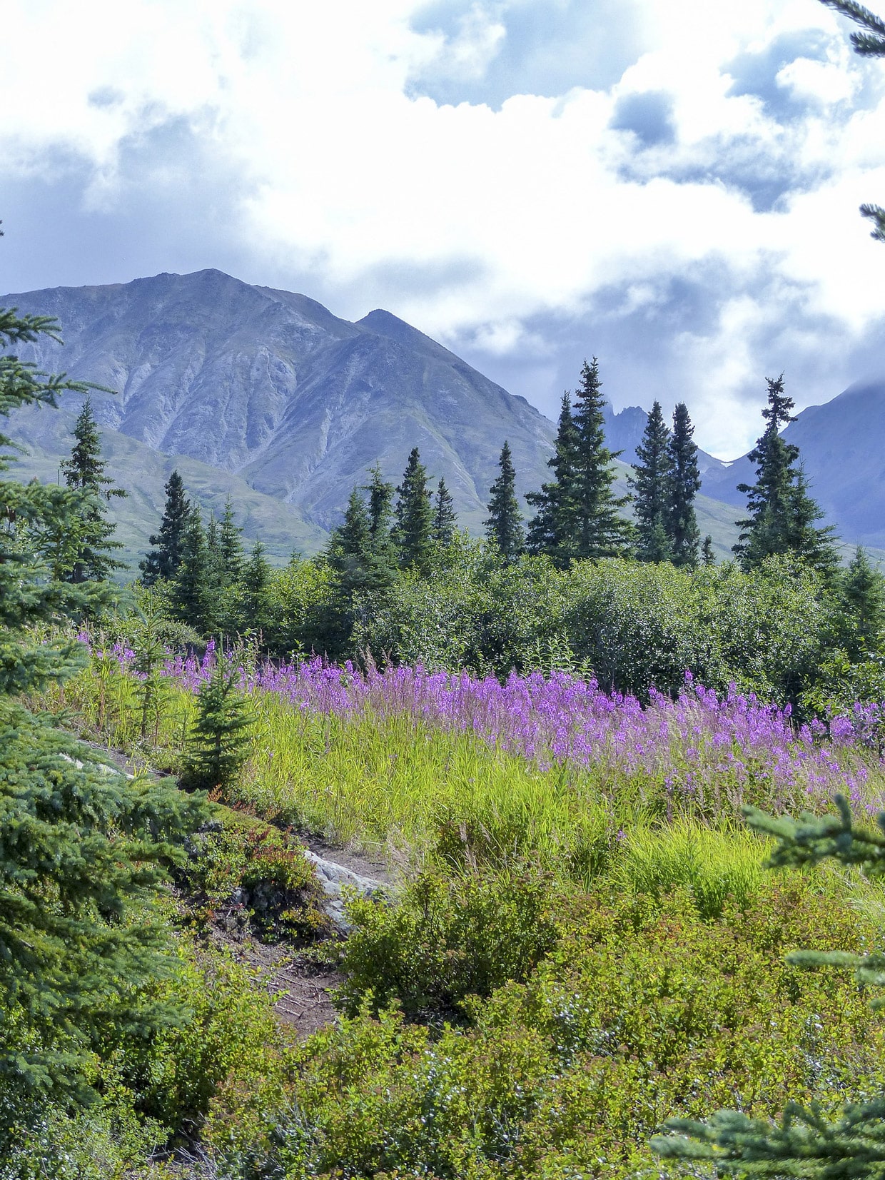 Denali National Park