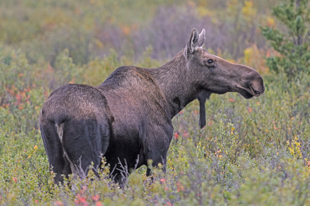 Denali National Park