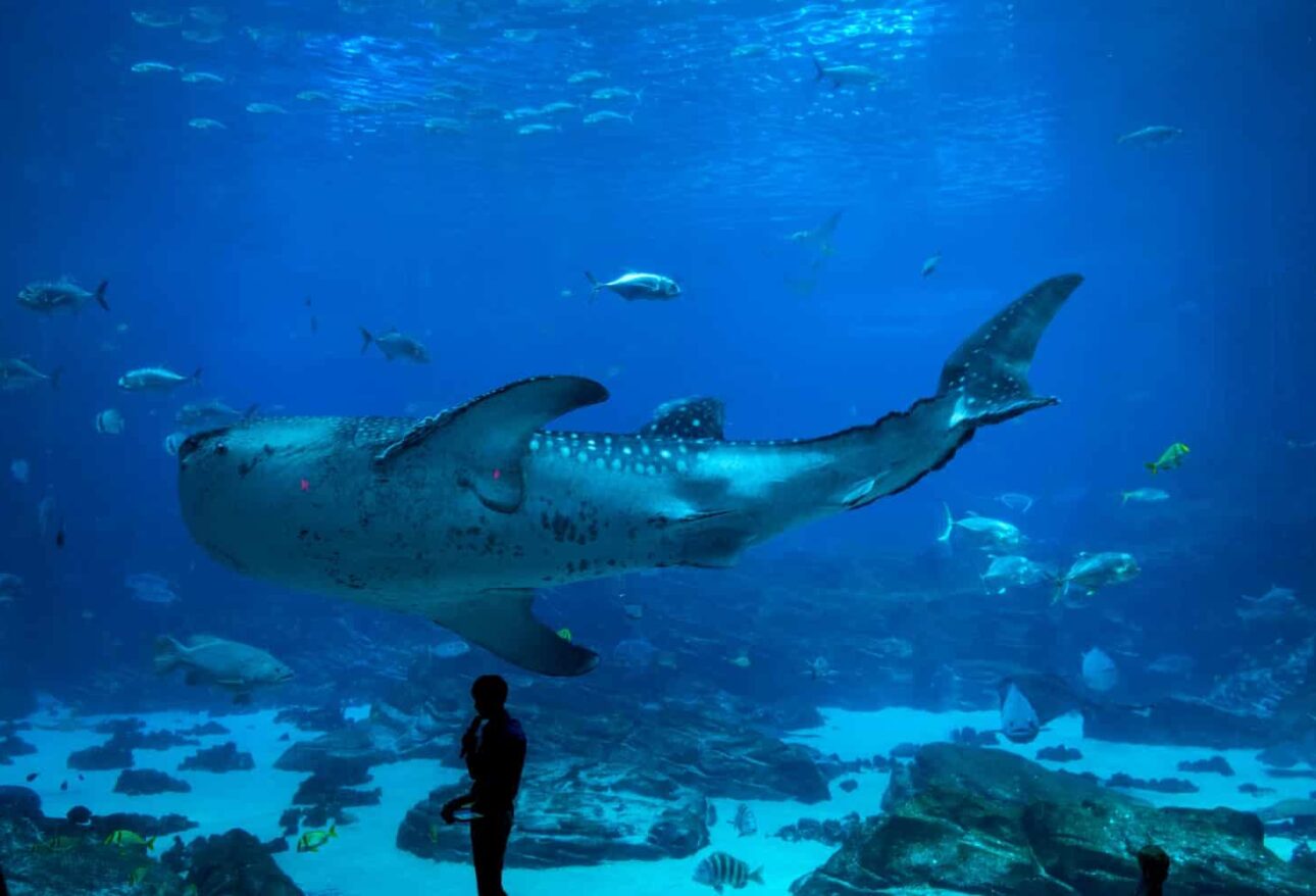 antalya aquarium