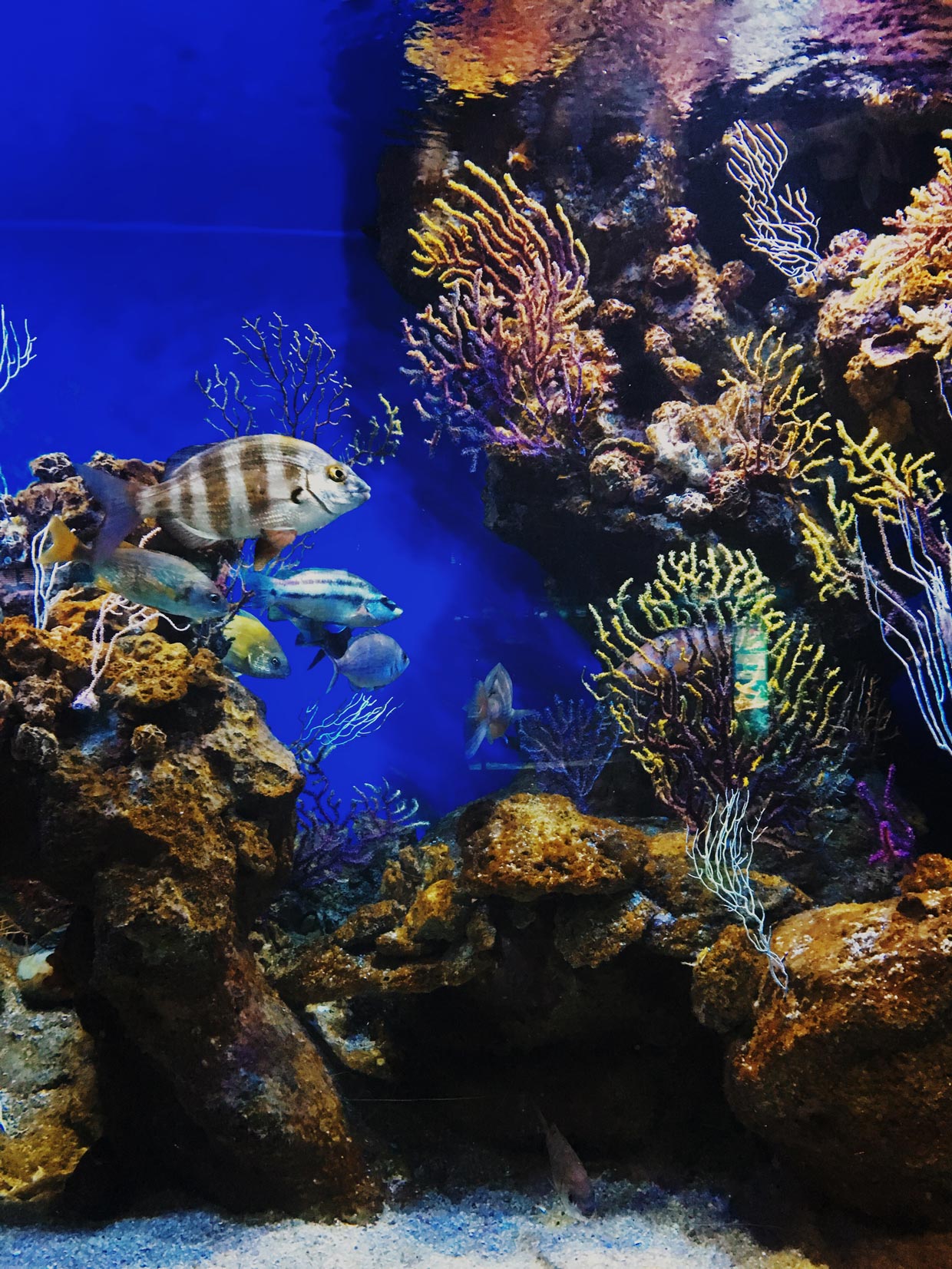 Antalya Aquarium