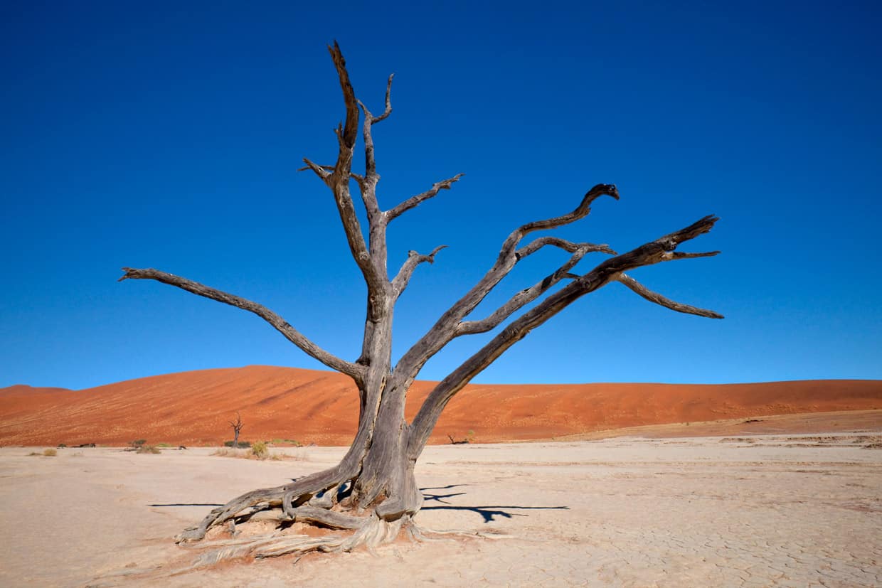 Petrified Forest