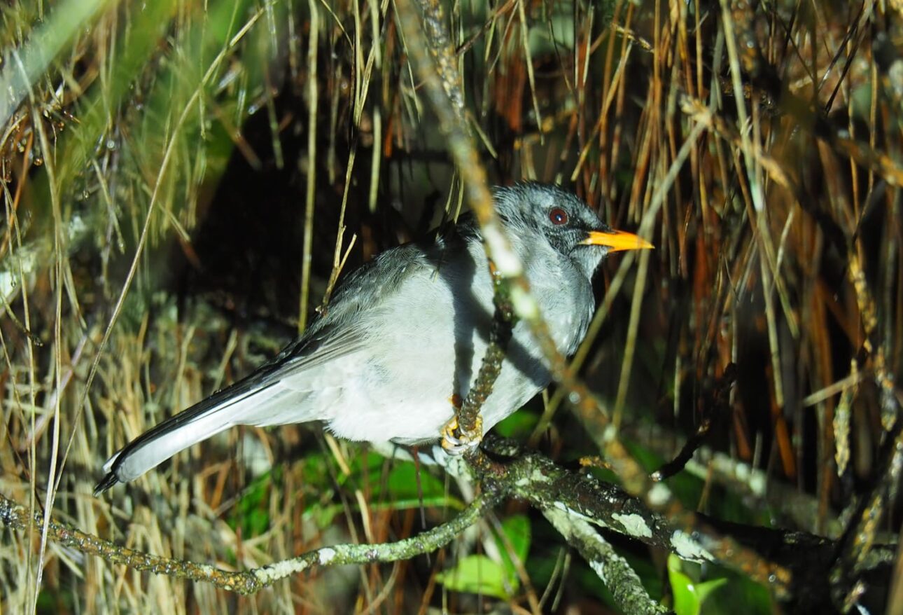 Andasibe Mantadia National Park